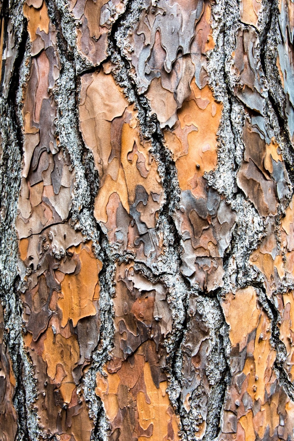 3rd Broken bark by Ian Scotland